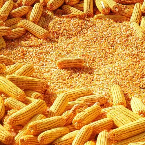 White Non-Glutinous Corn Seed Quality Grade Yellow Maize for Human and Animal Feed GMO-Free Sweet Dried Corn