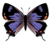 Purple 2021 Purple Butterfly