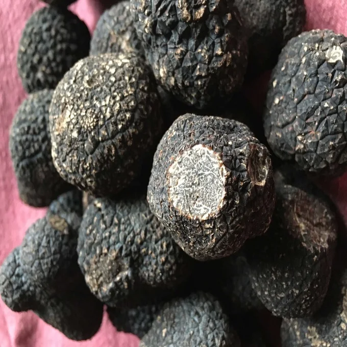 Bulk Black Magic Truffles Mushrooms Dried Edible Mushrooms Buy Oyster Mushroom Farm Oyster