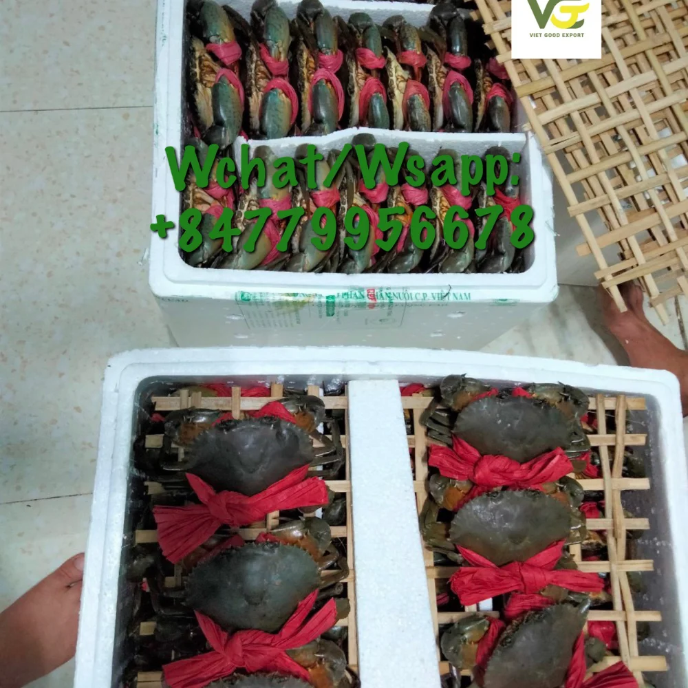 Best Supplier Mud Crab/ Crab Roe /meat Crab For Standard Restaurant