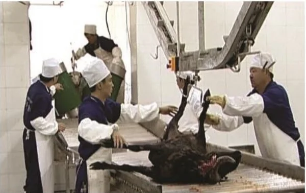 Industrial V-shaped restraint conveyor for halal sheep and goat slaughterhouses