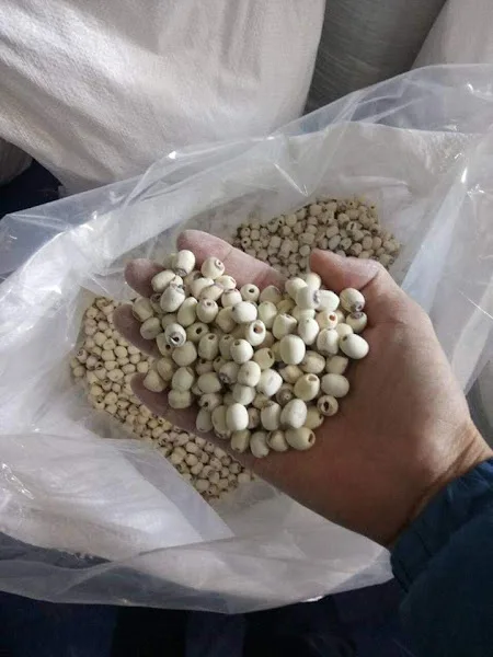 Лидер продаж! Высококачественные Сушеные Семена белого лотоса из Вьетнама конкурентоспособная цена в 2023