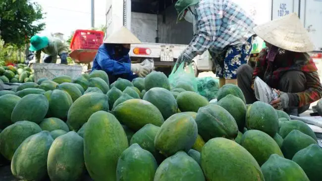 Import with Confidence and Exclusive Import Offer Fresh Papaya Oval From Viet Nam for Importer and for Buyer