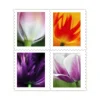 Red Tulips in Full Bloom, 2023