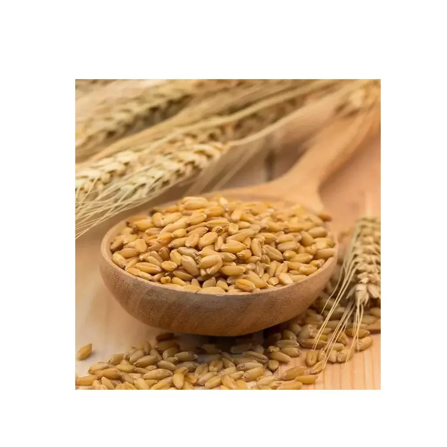 Barley Grain / Barley Malt Grain / Hulled Barley Grain At Competitive