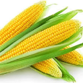 Corn1.jpg