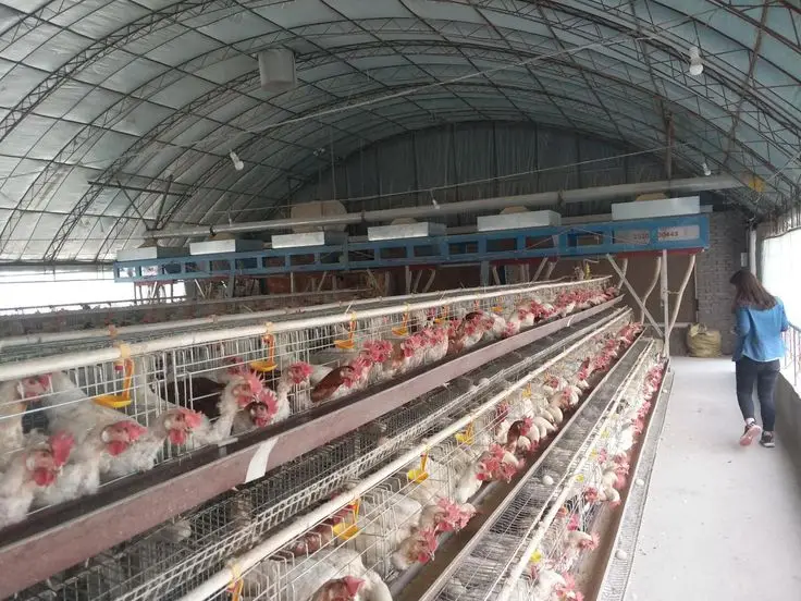 Poultry Farm 2000 Birds Galvanized Metal Animal Eggs Battery Cages Layer Laying Hens Chicken Breeding Cage