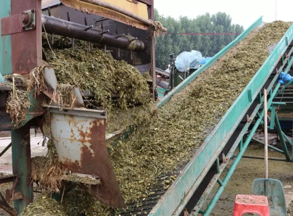 Corn Silage/corn Silage Animal Feed Buy Animal Feed Distributors