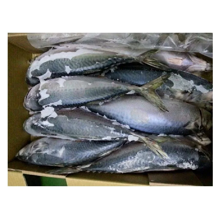 Spanish Horse Mackerel Price Fresh Catch Frozen Pacific Mackerel Fish
