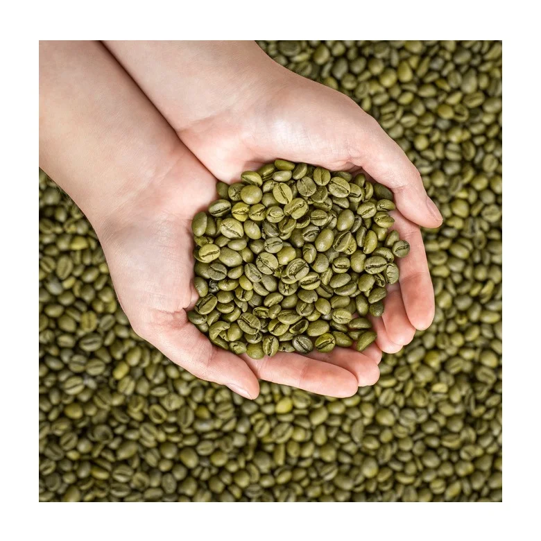 High Quality Original Roasted Robusta Coffee Green Beans Buy New Crop