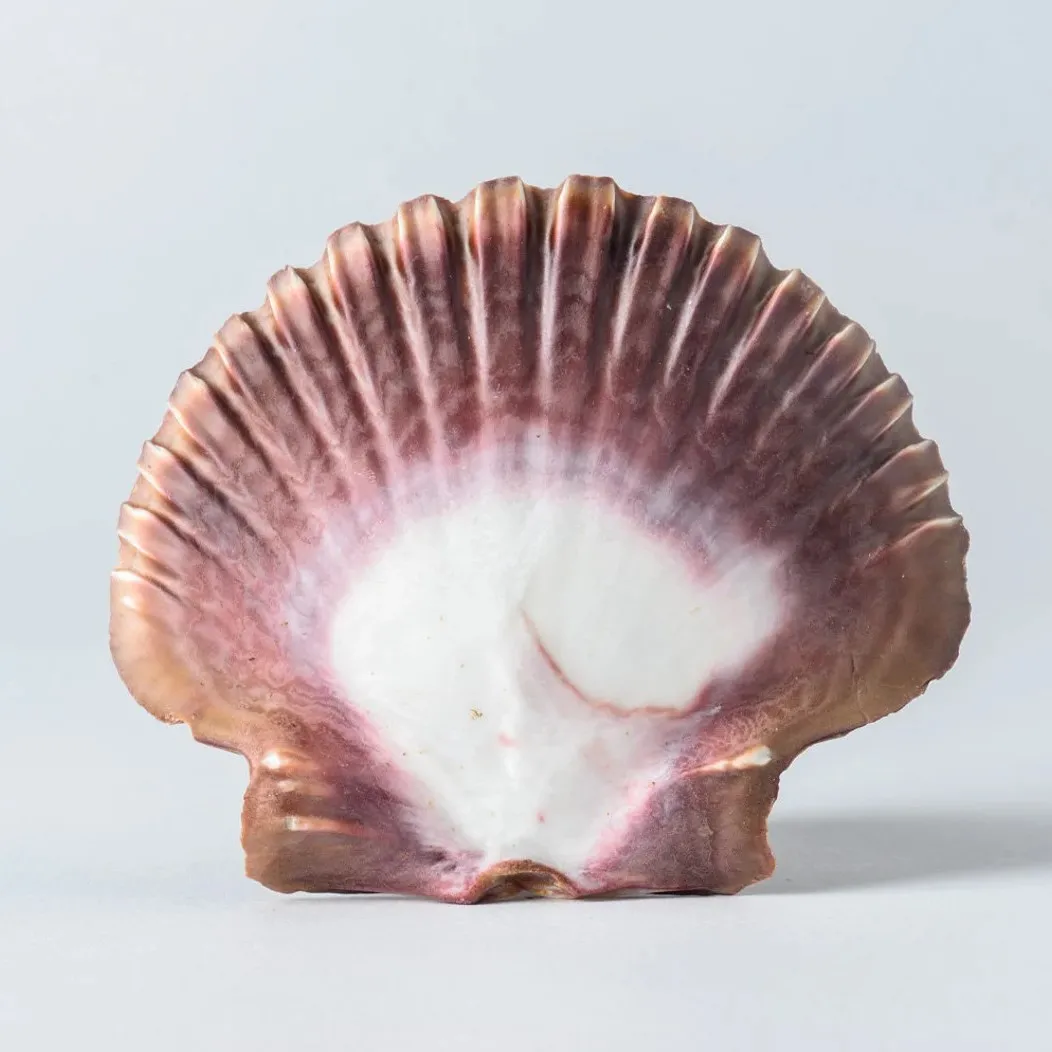 10 Conchiglie Di Capesante Naturali Grandi - 10-13 Cm Per Decorazione, Artigianato E Grigliate - Foto 7