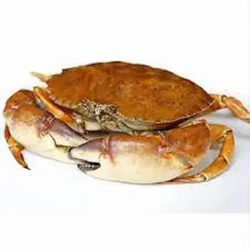 Order Fresh And Frozen King Crab From Professional Seafood Suppliers