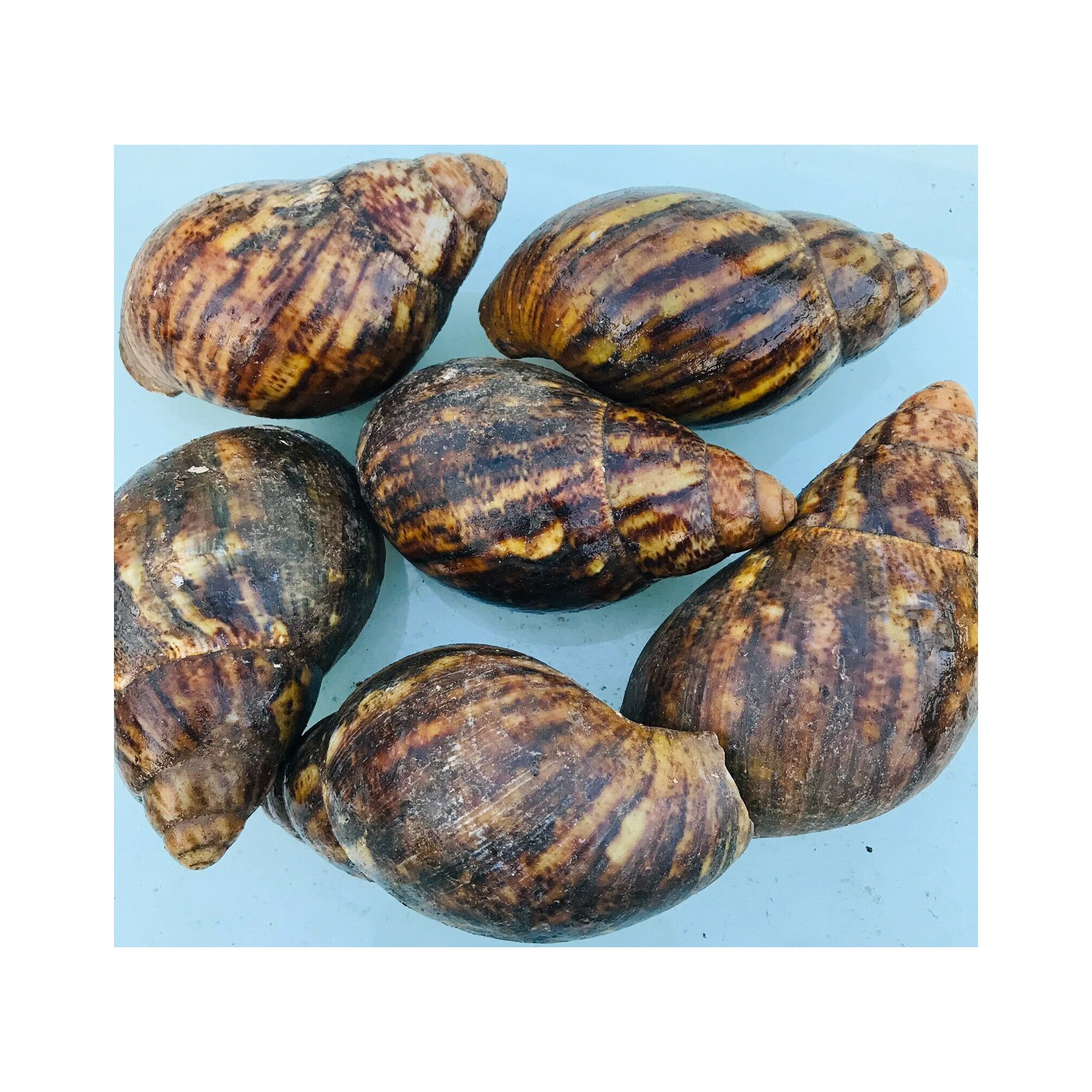 Fresh African Giant Snails/processed Alive Frozen Dried,Fresh Snails ...