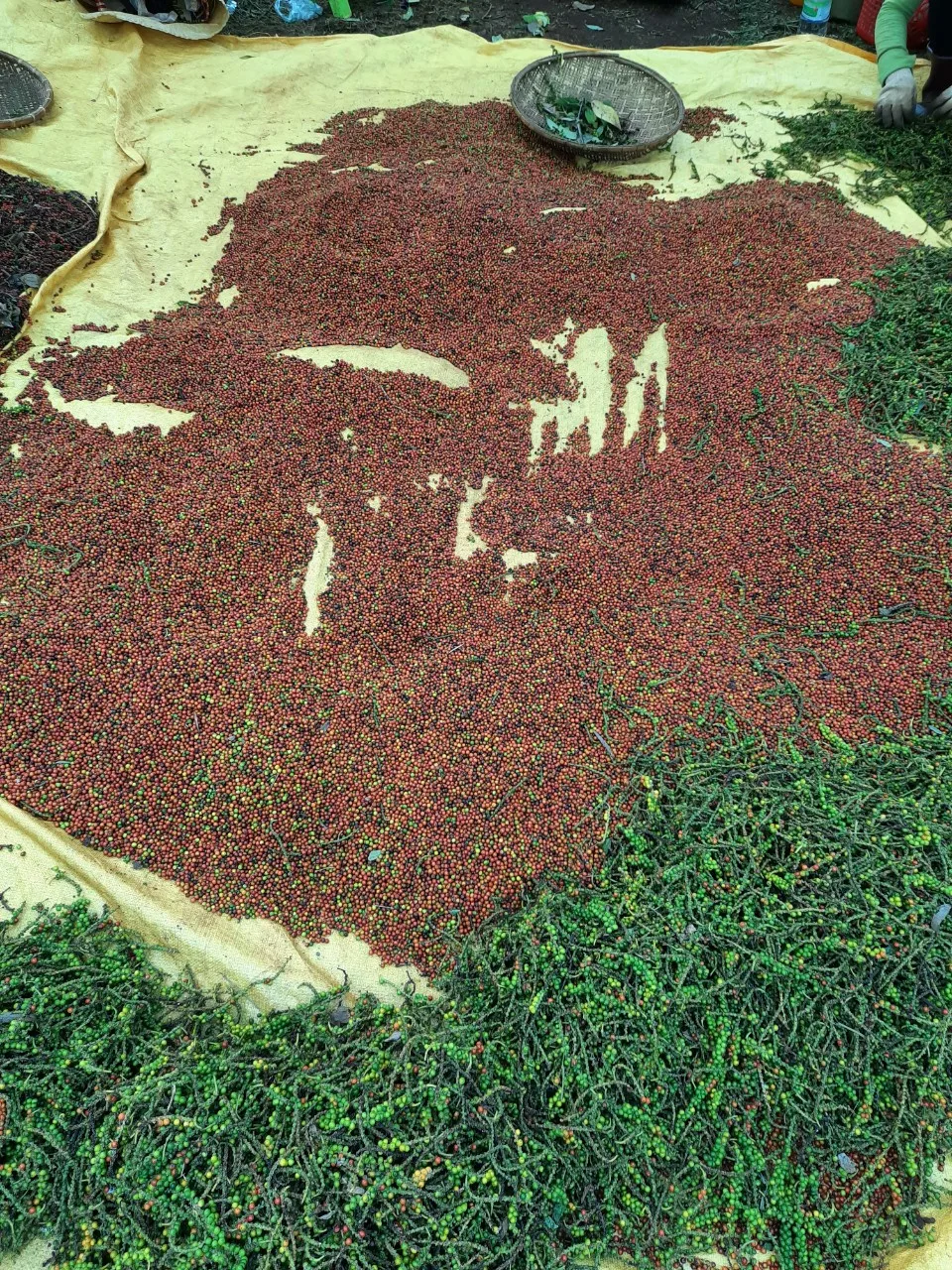 Hot Selling High Quality Bulk Black Pepper For Wholesale From Vietnam