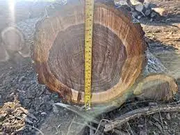 Premium Walnut Logs Walnut Logs for Sale