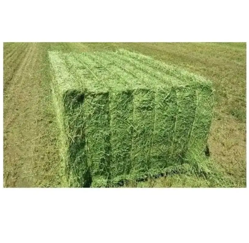 Alfalfa Hay For Animal Feed At Wholesale Price Animal Feeding Stuff