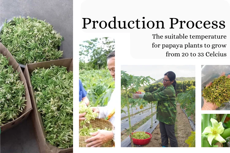 Pickled Fresh Male Papaya Flowers Male Dried Papaya Flowers Papaya