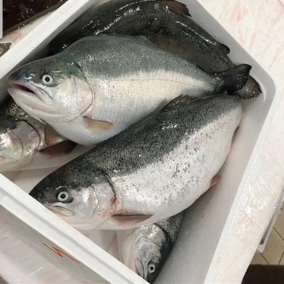 High Quality Farmed Salmon Or Wild Caught Salmon Fish At Low Price ...