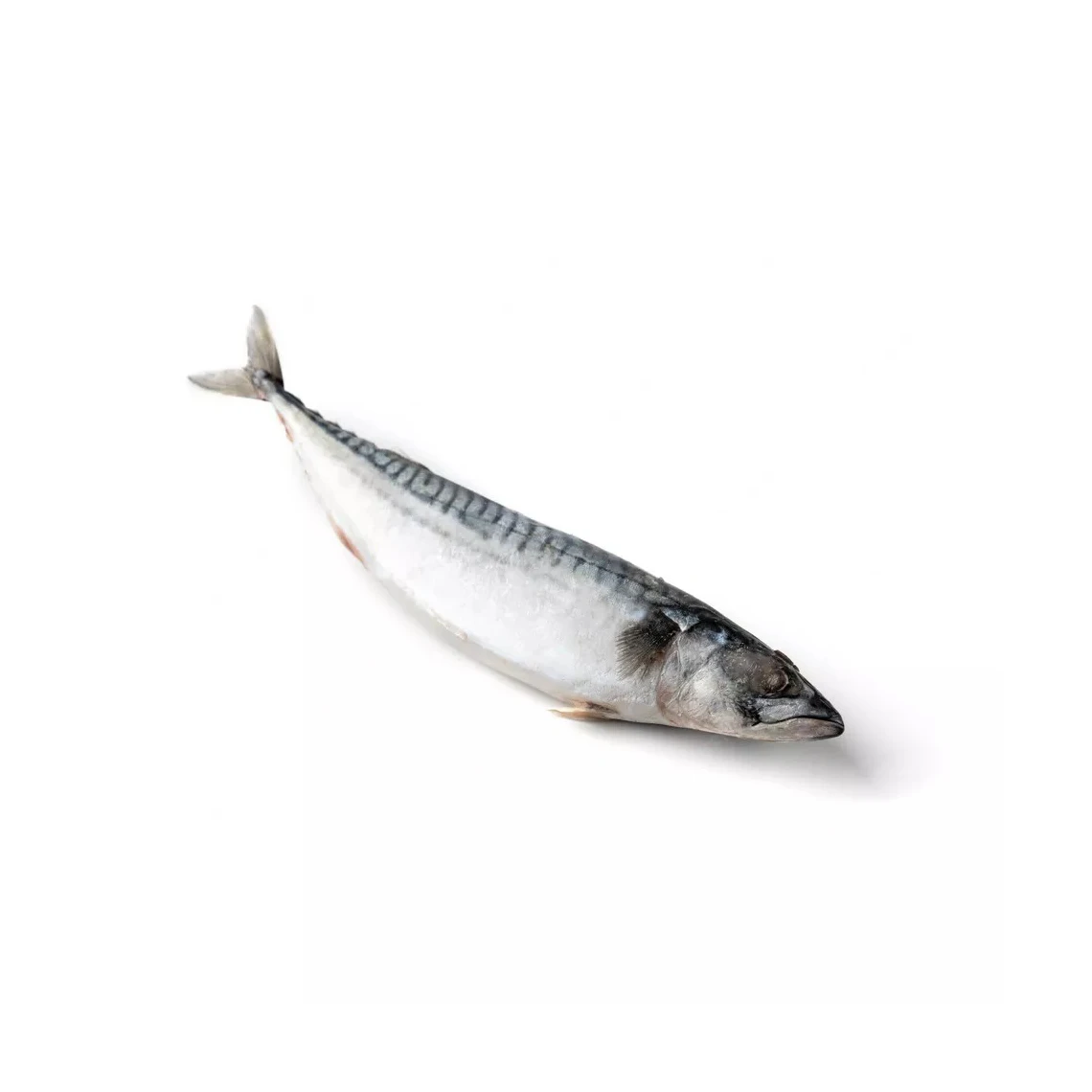 Premium Horse Frozen Mackerel Fish Bulk Hot Sale Seafood Frozen Whole Round Pacific Fish Mackerel for Canned Food
