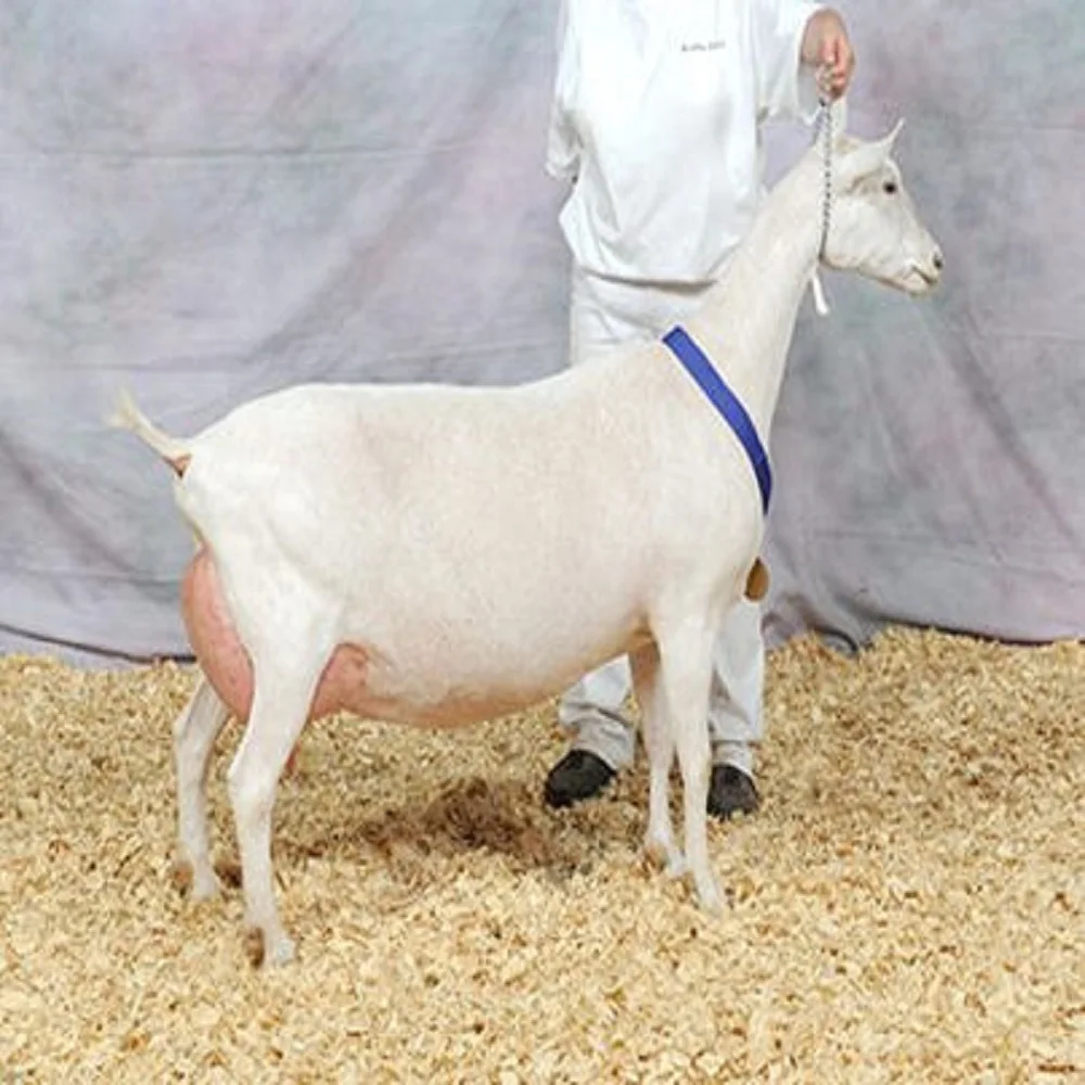 Beat Price High Milking Saanen Goats For Sale - Buy Saanen Goat,Head ...