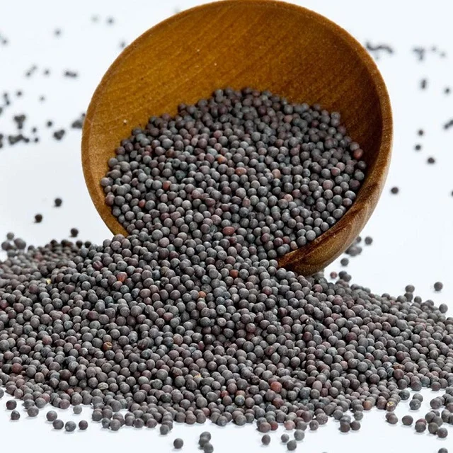 canola seeds (6).jpg