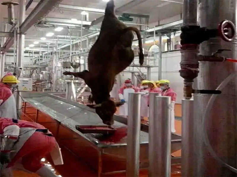 Automatic cattle bleeding line stainless steel beef slaughtering equipment halal certified model OSE-BL100