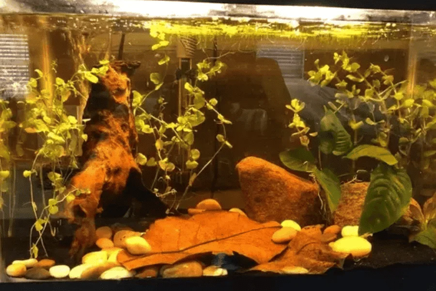 Terminalia Catappa: Unlock the Potential of Your Aquarium Water - Premium Products for Lively Aquarium Fish
