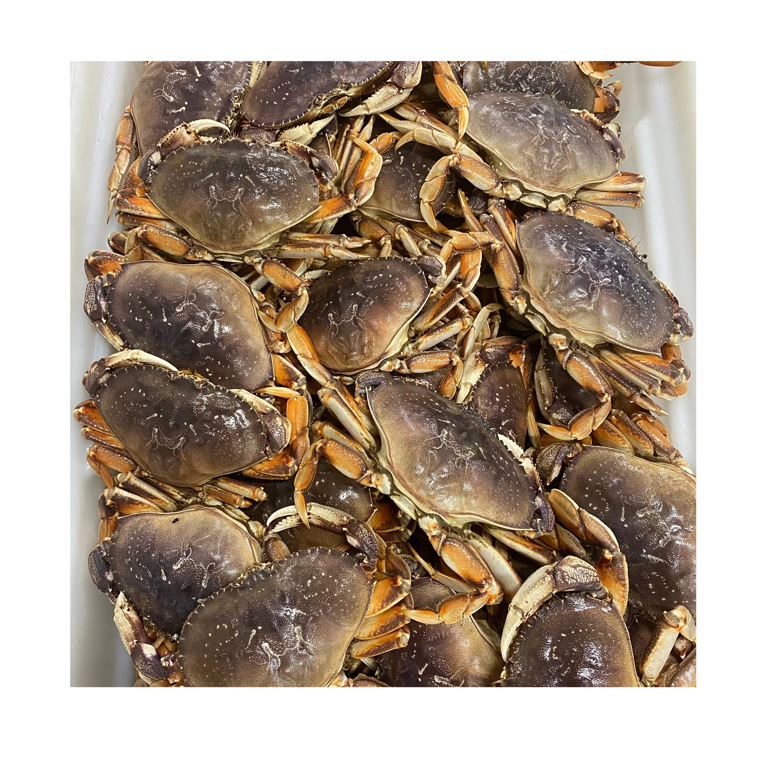 Best Quality Fresh / Live Dungeness Crab (seafood) Fresh Stock Bulk ...