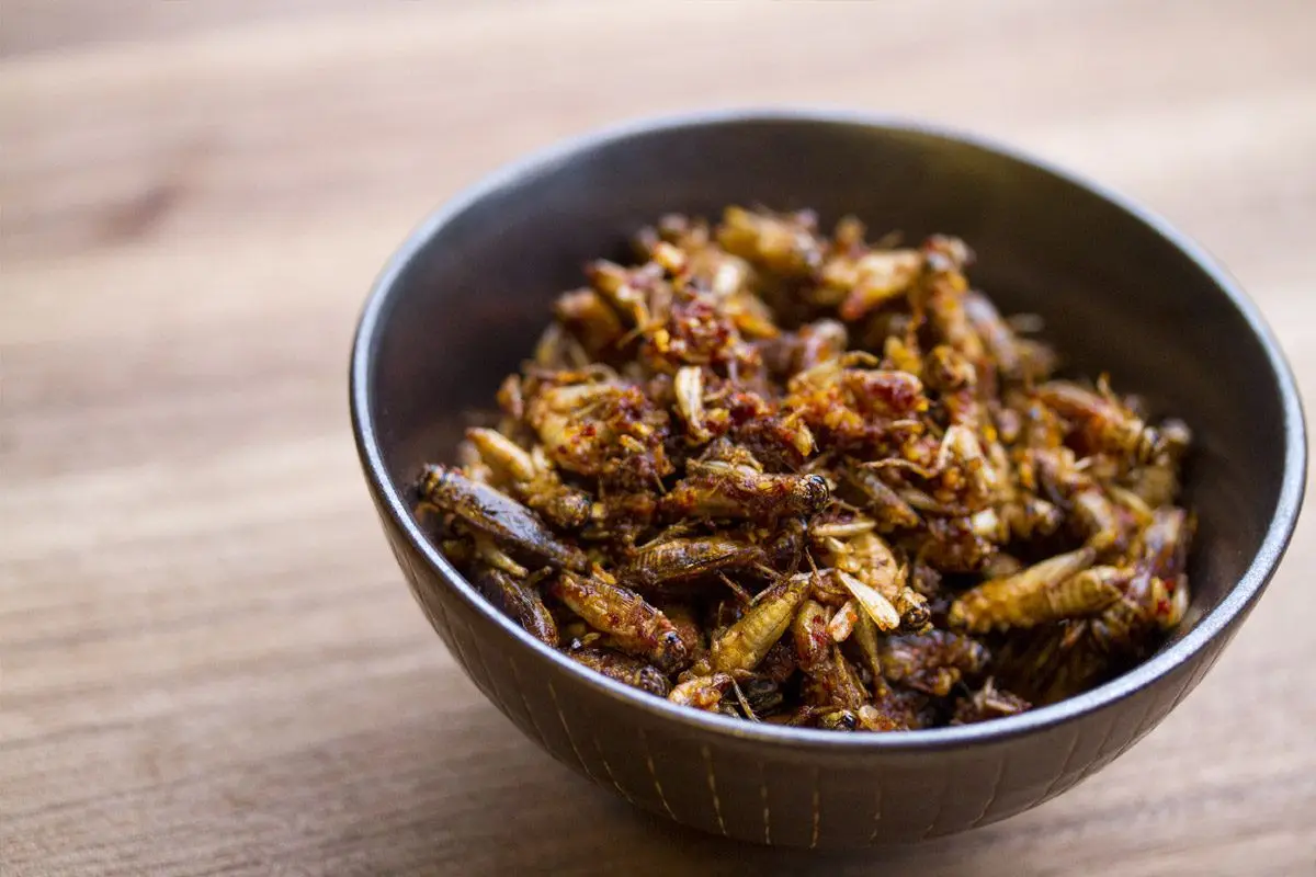 Dried Mealworm Crickets Freeze Crispy Crickets Dried Crickets With Bulk