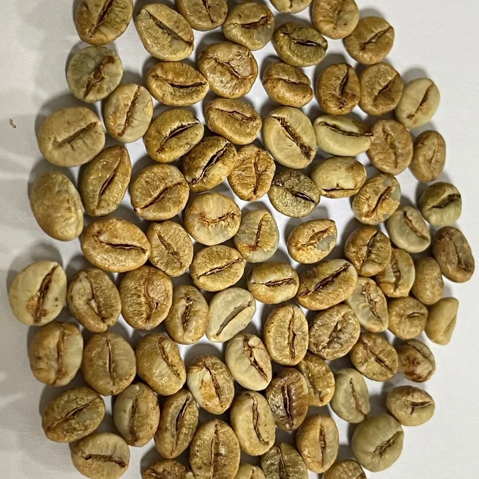 Robusta Coffee Beans 18 обжаренные кофейные бобы Vietnam дешевые оптом для