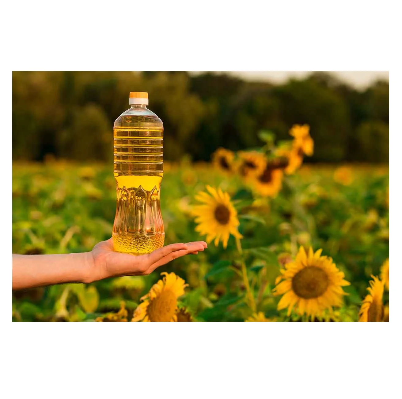 Sunflower Oil Rich 100 Pure Sunflower Oil Is Extracted Refined