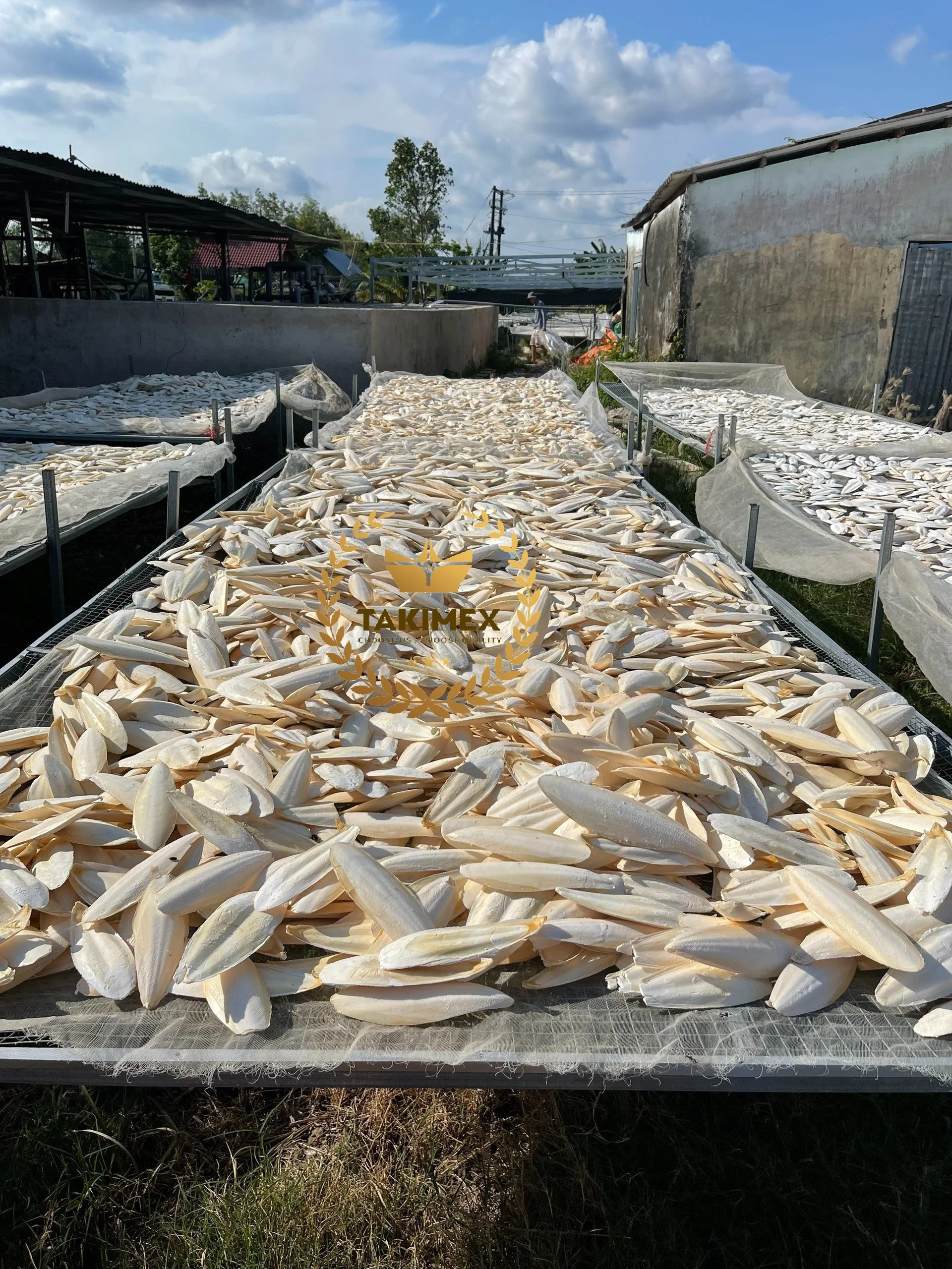 Very High Quality Dried Cuttlefish Bone/ Cuttle Bone/ Sepia Bone
