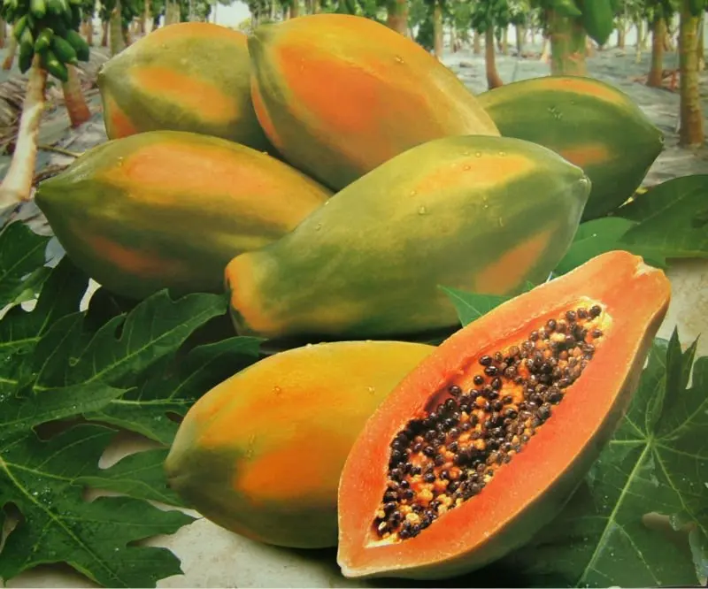 Import with Confidence and Exclusive Import Offer Fresh Papaya Oval From Viet Nam for Importer and for Buyer