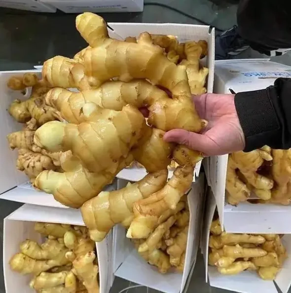 Fresh Ginger Buyer Dried Ginger Seeds Buy Fresh And Dried Ginger