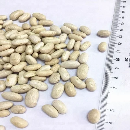 Premium Bulk Top Grade White Kidney Beans / Large Size Thai Origin for Export