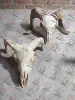REAL HORN COLOUR