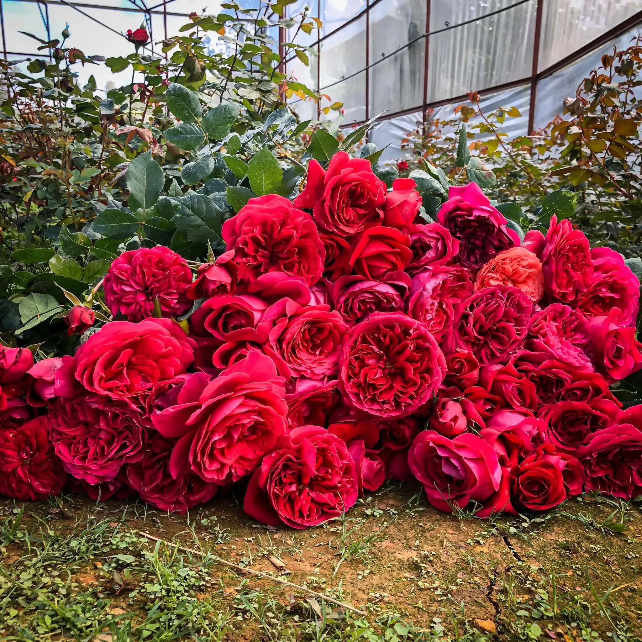 Fresh Cut Roses Fresh Cut Natural Roses +84947900124 Buy Fresh Cut