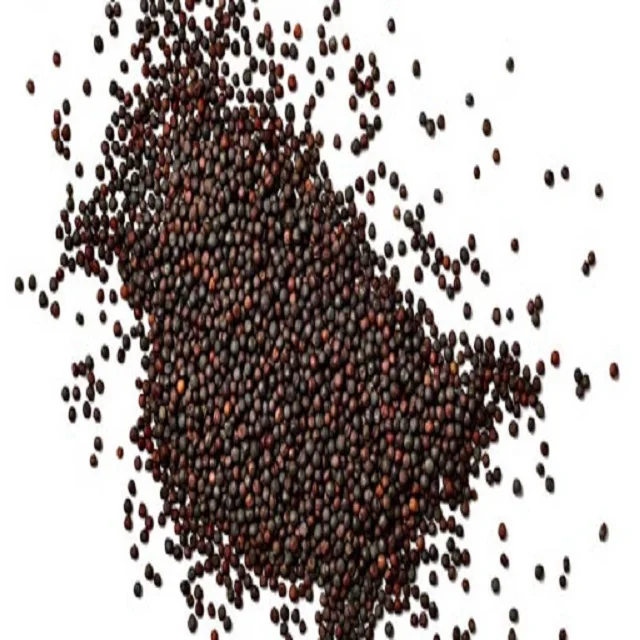 canola seeds (9).jpg