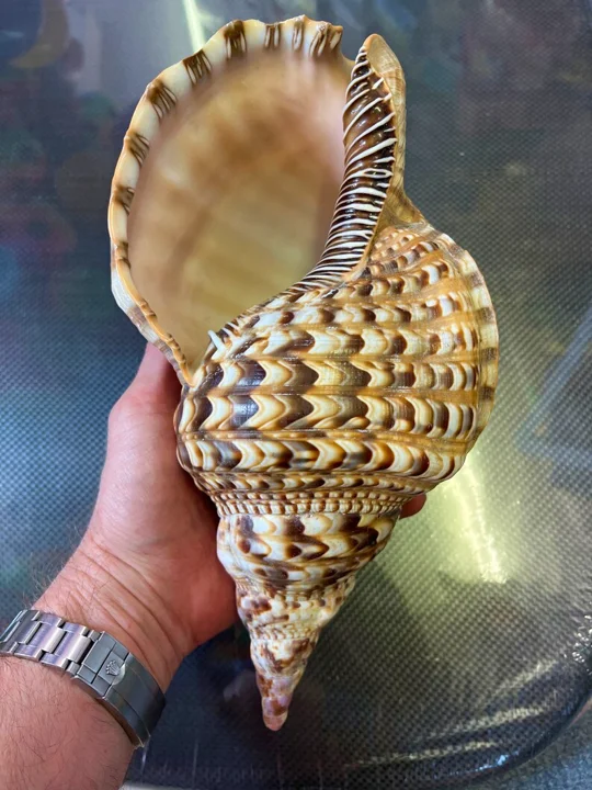Decorating Seashell/ Trumpet Triton Shell/ Triton Conch Shell for Exporting