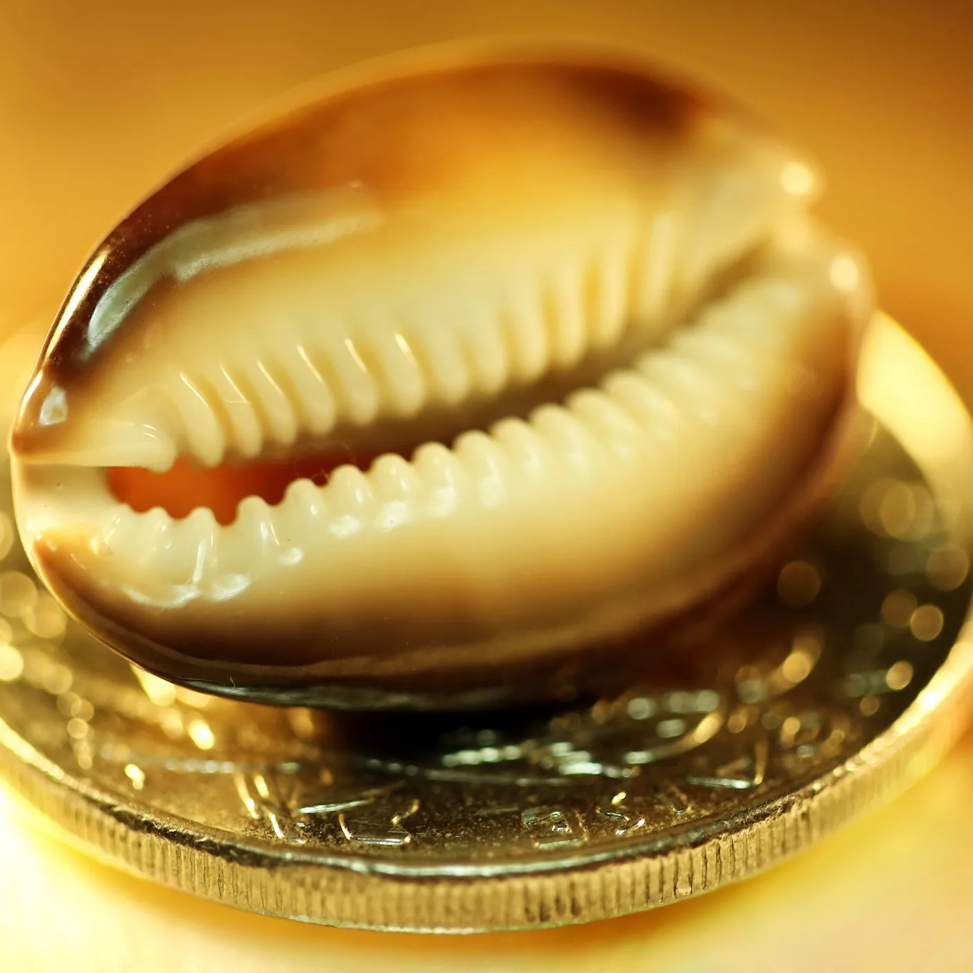 Big Size Hermit Crab Sea Shell Opening Hole Green Mother Of Pearl