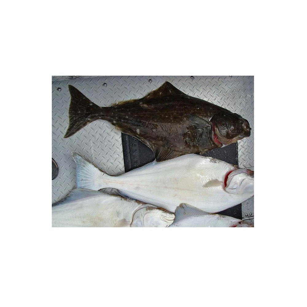 Best Quality Frozen Atlantic Halibut Fish Fresh Stock Bulk Wholesale