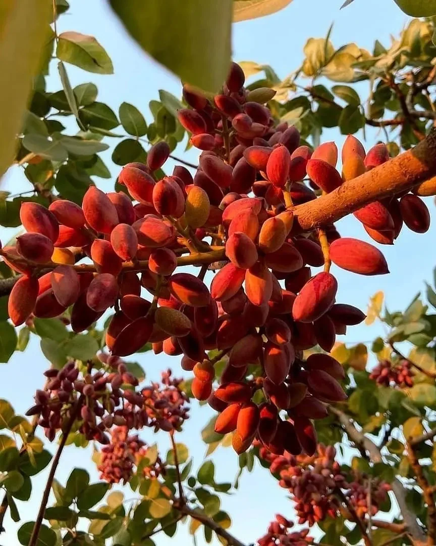 Pistachio Nuts With And Without Shell Available For Bulk Orders Buy