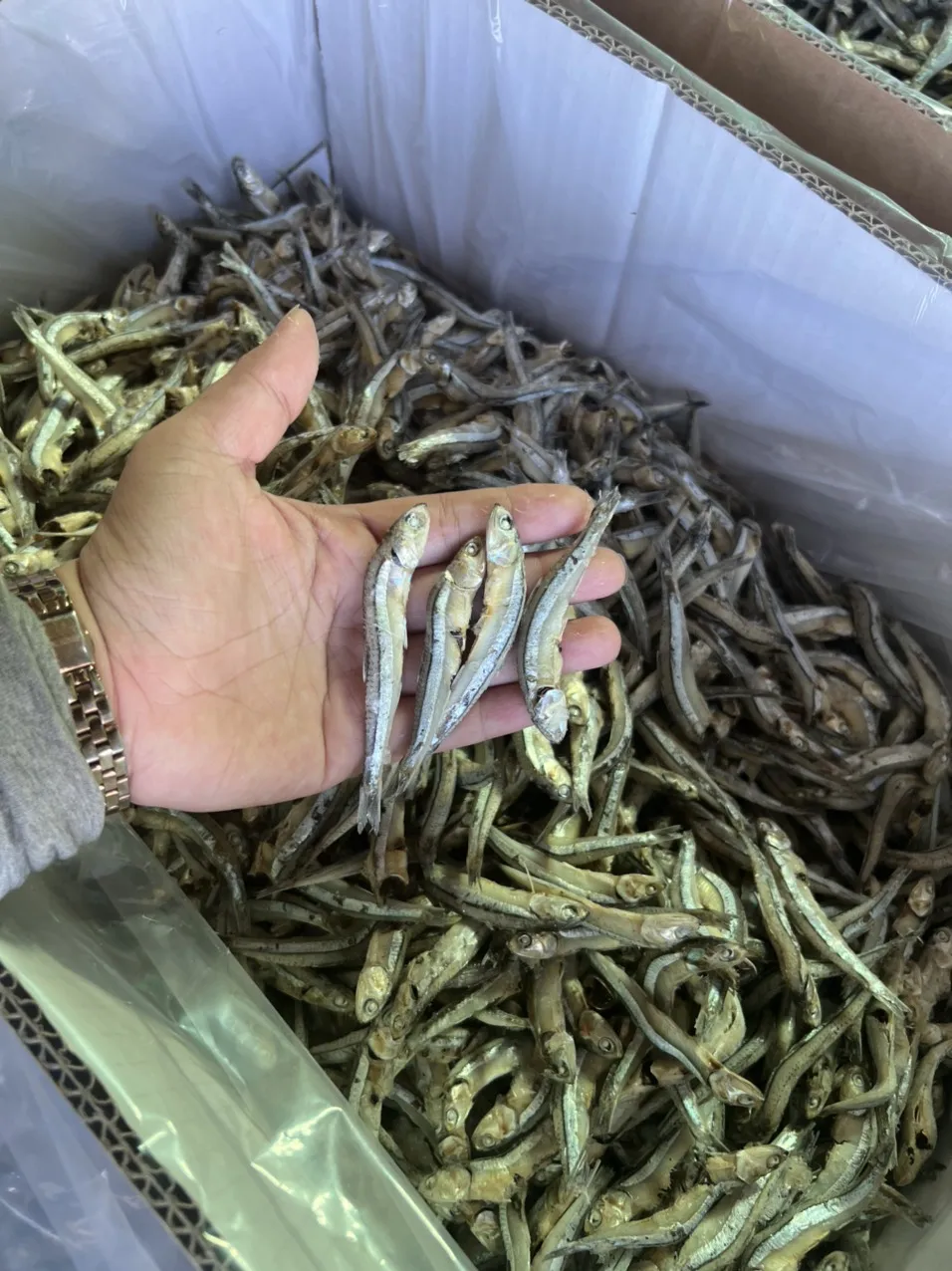 High Very Dry Fish Silver Line Dried Anchovy Sprats Golden Colour