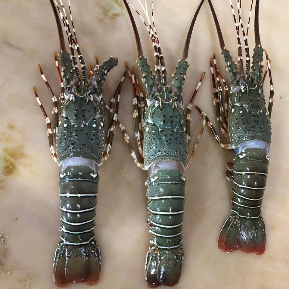 Fresh Live Lobster Wholesale Live Canadian Lobsters Live Boston
