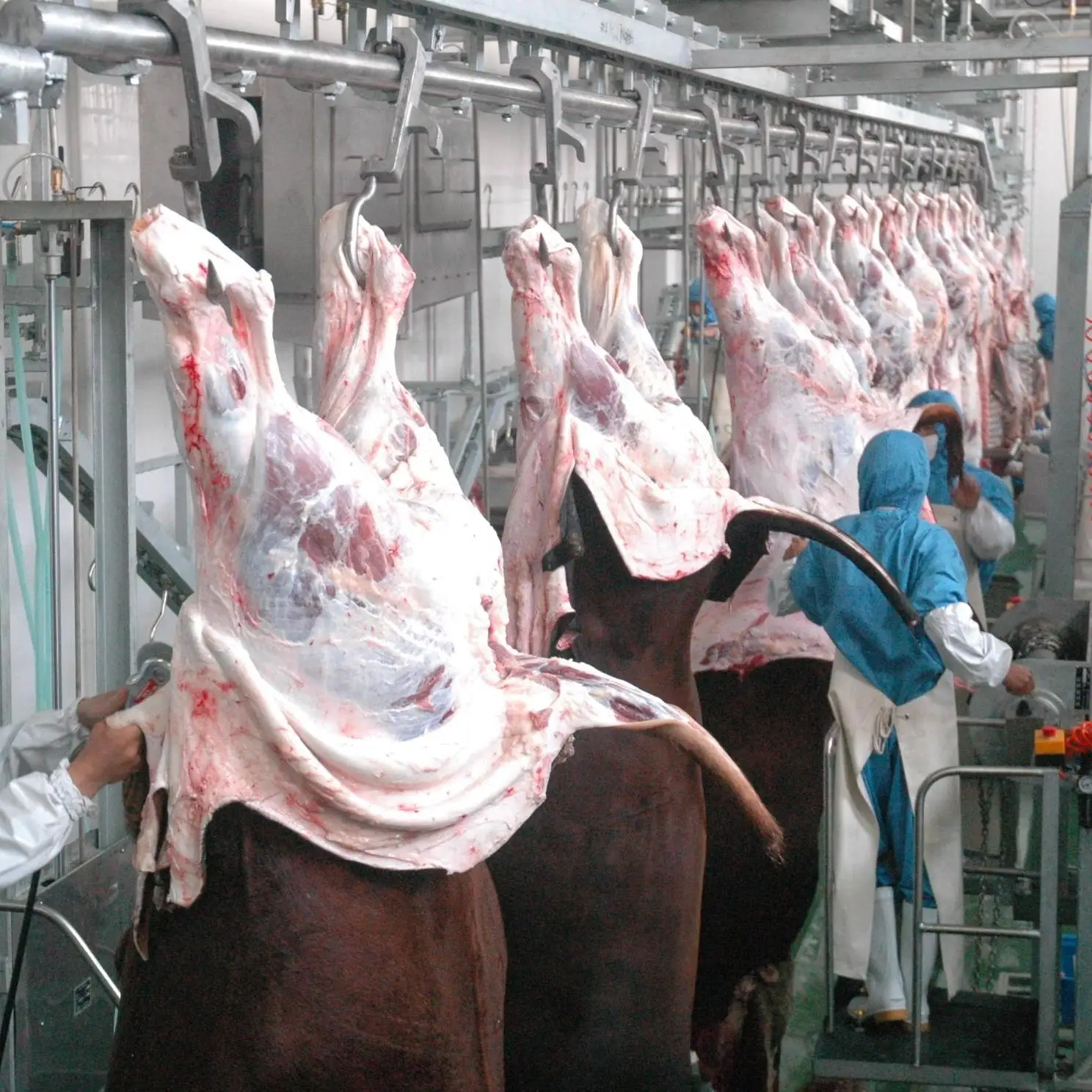 Fully automatic cattle slaughtering machine for beef processing and slaughterhouse production lines