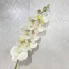สีขาว