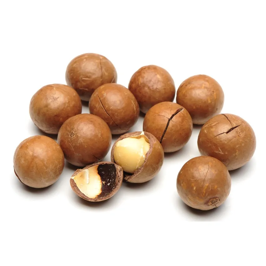 2025 New Crops Wholesale Yunnan Roasted Macadamia Nuts With Shell