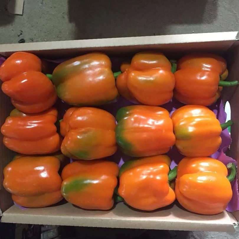 bell pepper  (2).jpg