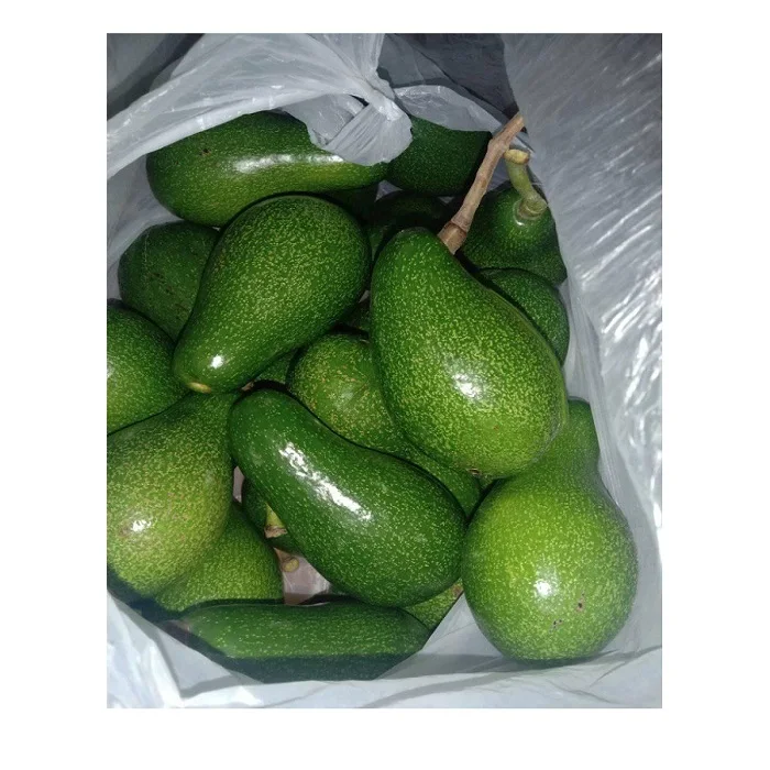Fresh Avocado Fruit Buy Avocado Fresh Avocados Avacado Fresh Fruit