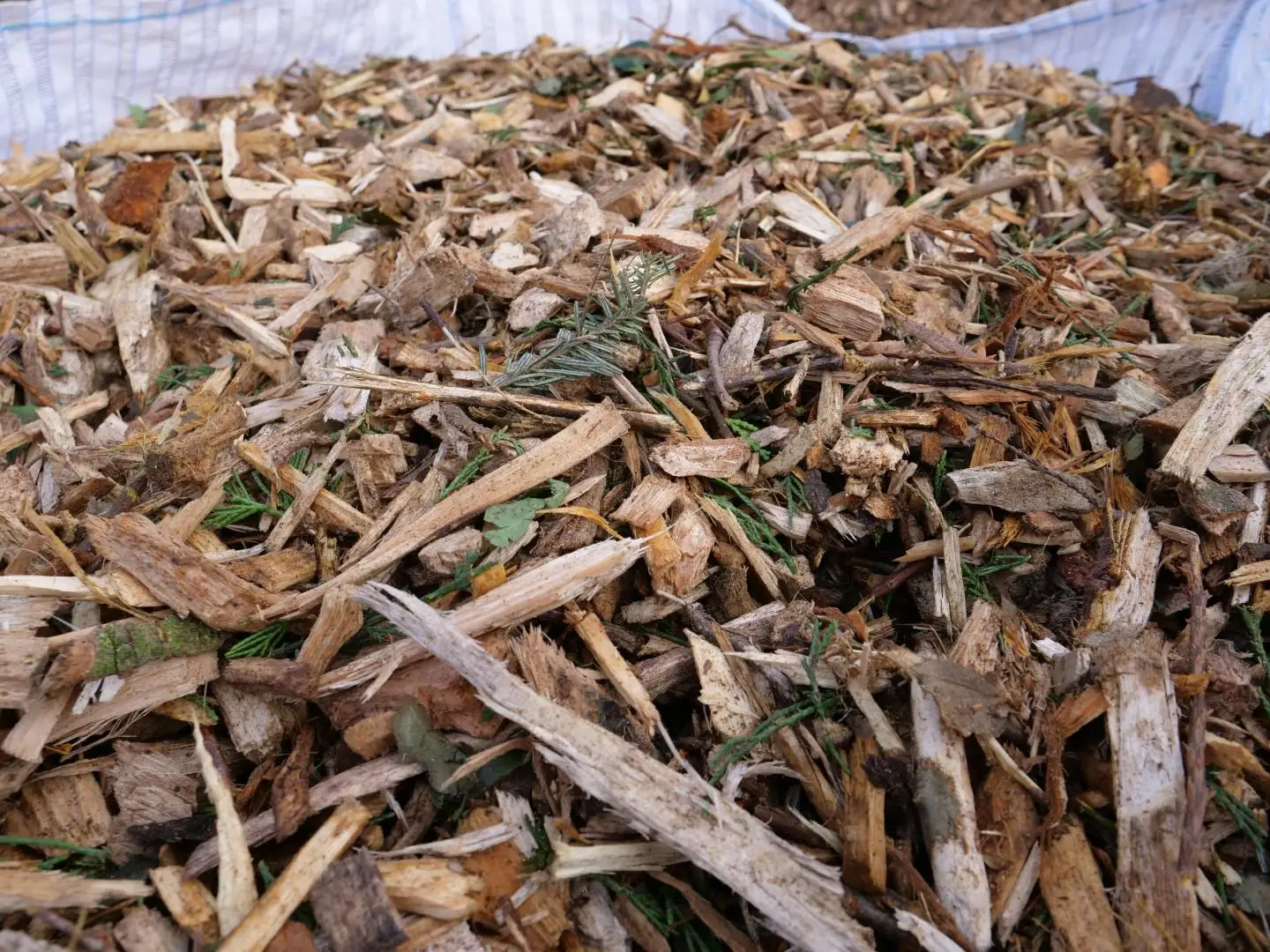 100 Acacia,Eucalyptus,Pine,Rubber Wood Chips Bulk And Cheap Price Pine